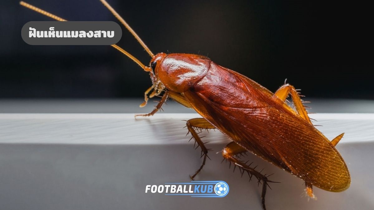 ฝันเห็นแมลงสาบ