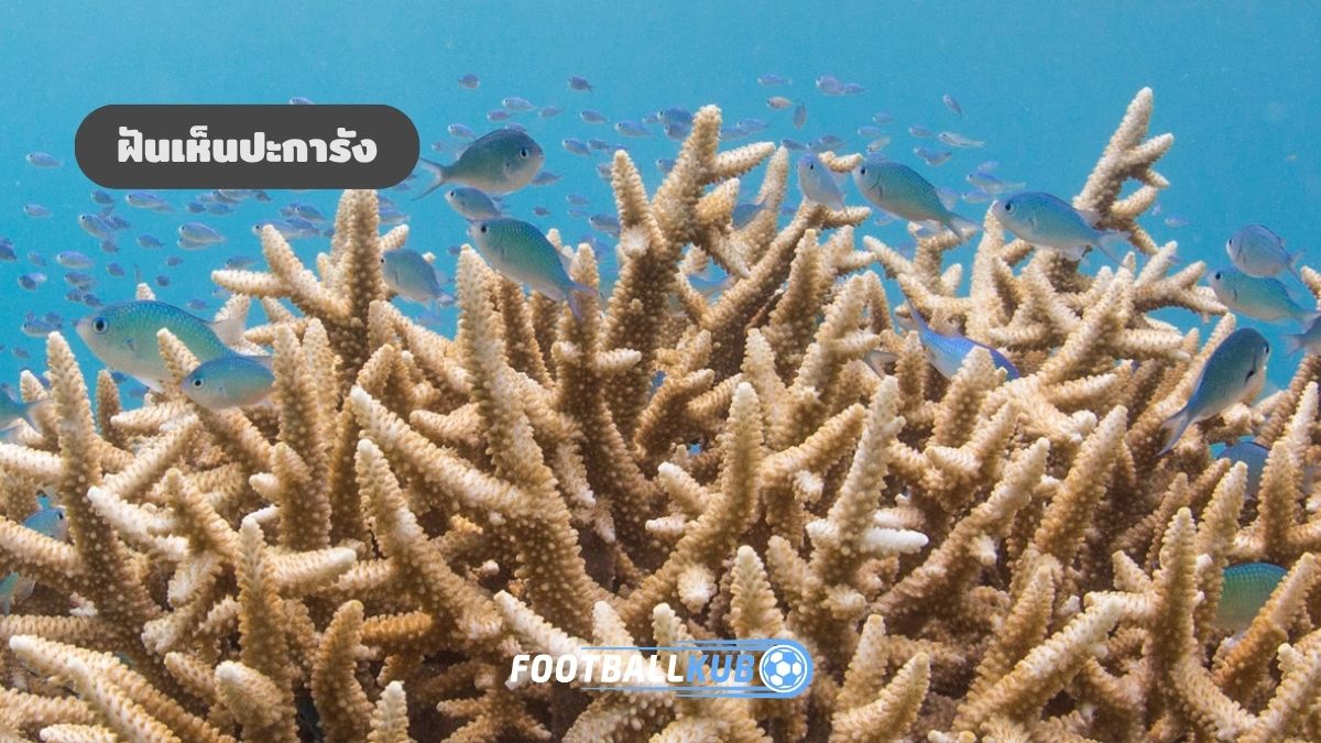 ฝันเห็นปะการัง